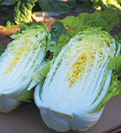 旬、十色 クッキングサポート 2026年1月